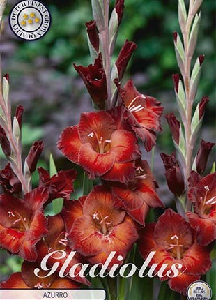 Gladiolus Azurro 10-pack - Svedberga Plantskola AB - Köp växter Online med hemleverans.