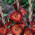 Gladiolus Azurro 10-pack