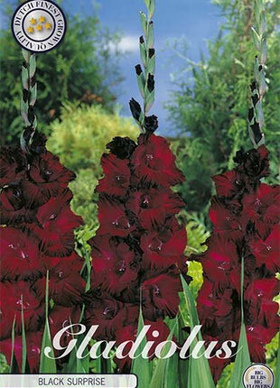 Gladiolus Black Surprice 10-pack - Svedberga Plantskola AB - Köp växter Online med hemleverans.
