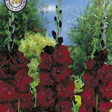 Gladiolus Black Surprice 10-pack