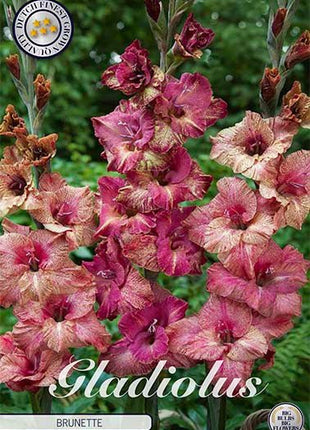 Gladiolus Brunette 10-pack - Svedberga Plantskola AB - Köp växter Online med hemleverans.