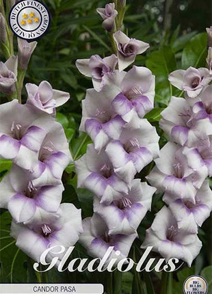 Gladiolus Candor Pasa 10-pack - Svedberga Plantskola AB - Köp växter Online med hemleverans.