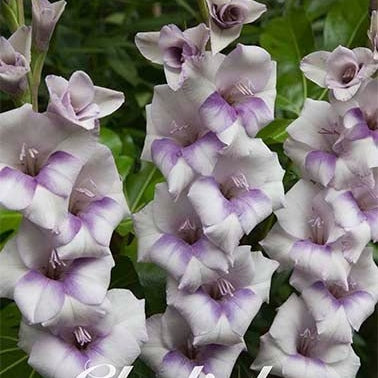 Gladiolus Candor Pasa 10-pack