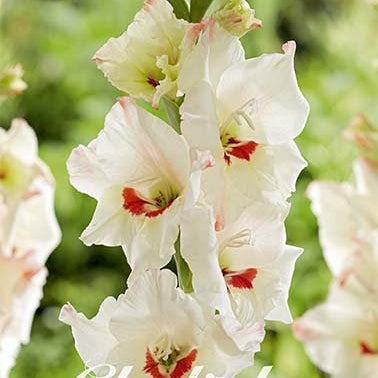 Gladiolus Candy Bar 10-pack