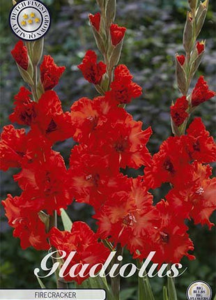 Gladiolus Firecracker 10-pack - Svedberga Plantskola AB - Köp växter Online med hemleverans.