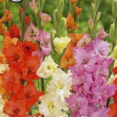 Gladiolus Frizzle Mixed 10-pack