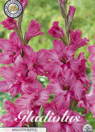 Gladiolus Kingston Ruffle 10-pack - Svedberga Plantskola AB - Köp växter Online med hemleverans.