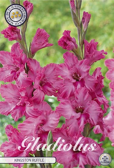 Gladiolus Kingston Ruffle 10-pack - Svedberga Plantskola AB - Köp växter Online med hemleverans.
