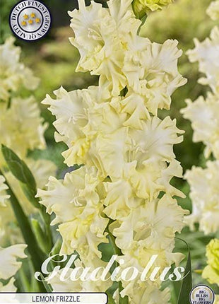 Gladiolus Lemon Frizzle 10-pack - Svedberga Plantskola AB - Köp växter Online med hemleverans.