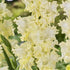 Gladiolus Lemon Frizzle 10-pack