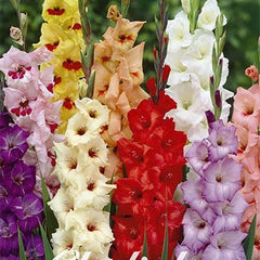 Gladiolus Mixed 10-pack - Svedberga Plantskola AB - Köp växter Online med hemleverans.