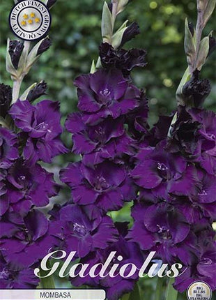 Gladiolus Mombasa 10-pack - Svedberga Plantskola AB - Köp växter Online med hemleverans.