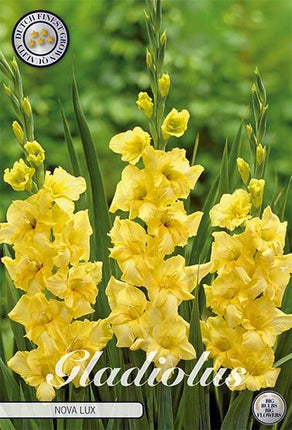 Gladiolus Nova Lux 10-pack - Svedberga Plantskola AB - Köp växter Online med hemleverans.