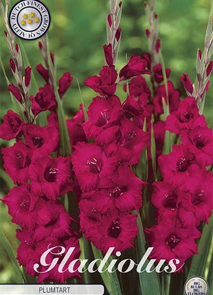 Gladiolus Plumtart 10-pack - Svedberga Plantskola AB - Köp växter Online med hemleverans.