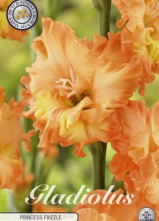 Gladiolus Princess Frizzle 10-pack - Svedberga Plantskola AB - Köp växter Online med hemleverans.