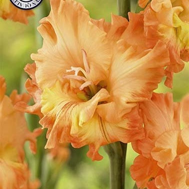Gladiolus Princess Frizzle 10-pack
