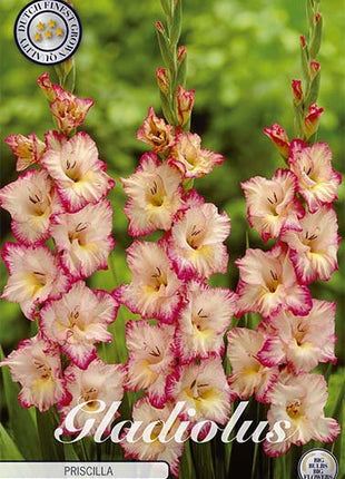 Gladiolus Priscilla 10-pack - Svedberga Plantskola AB - Köp växter Online med hemleverans.