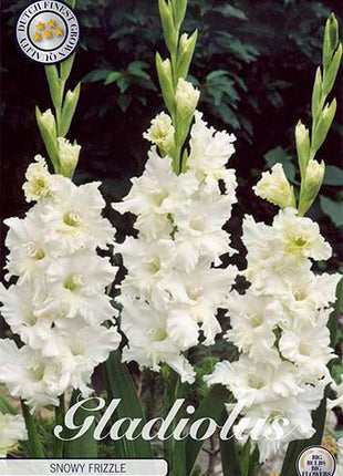 Gladiolus Snowy Frizzle 10-pack - Svedberga Plantskola AB - Köp växter Online med hemleverans.