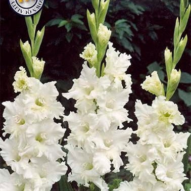 Gladiolus Snowy Frizzle 10-pack