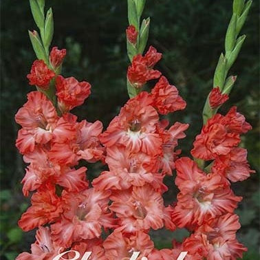 Gladiolus Ted's Frizzle 10-pack