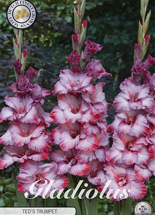 Gladiolus Ted's Trumpet 10-pack - Svedberga Plantskola AB - Köp växter Online med hemleverans.