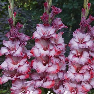 Gladiolus Ted's Trumpet 10-pack