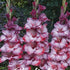 Gladiolus Ted&