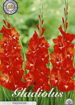 Gladiolus Traderhorn 10-pack - Svedberga Plantskola AB - Köp växter Online med hemleverans.