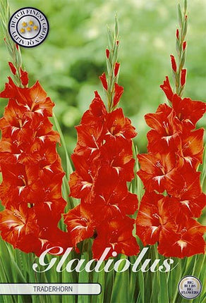 Gladiolus Traderhorn 10-pack - Svedberga Plantskola AB - Köp växter Online med hemleverans.