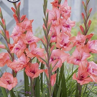 Gladiolus Whitney 10-pack