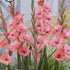 Gladiolus Whitney 10-pack