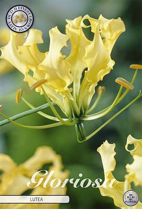 Gloriosa Lutea 1 -pack - Svedberga Plantskola AB - Köp växter Online med hemleverans.
