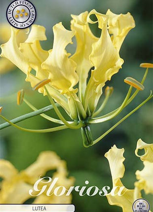 Gloriosa Lutea 1 -pack - Svedberga Plantskola AB - Köp växter Online med hemleverans.