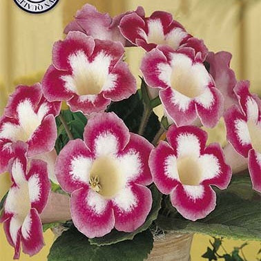 Gloxinia Blanche de Meru 1-pack