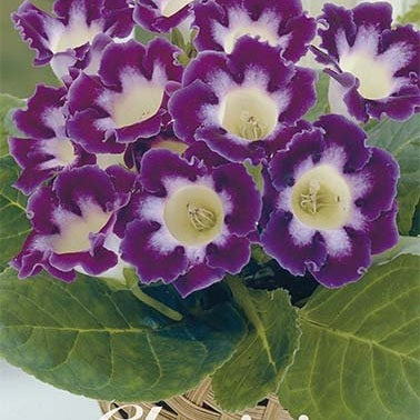 Gloxinia Hollywood 1-pack