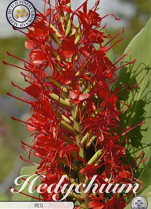 Hedychicum Red 1-pack - Svedberga Plantskola AB - Köp växter Online med hemleverans.