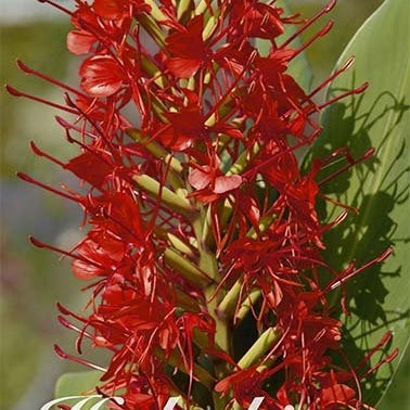 Hedychicum Red 1-pack