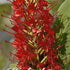 Hedychicum Red 1-pack