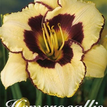 Daglilja-Hemerocallis Sabine Bauer 1-pack