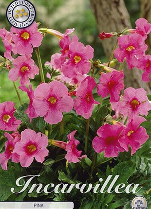 Incarvillea Pink 1-pack - Svedberga Plantskola AB - Köp växter Online med hemleverans.
