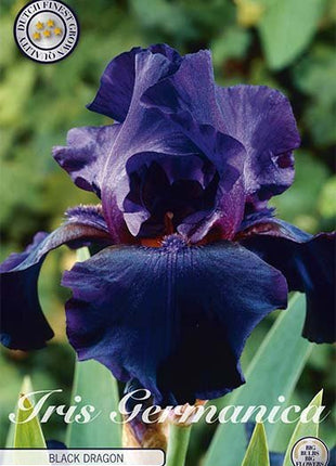 Iris Germanica Black 1-pack - Svedberga Plantskola AB - Köp växter Online med hemleverans.