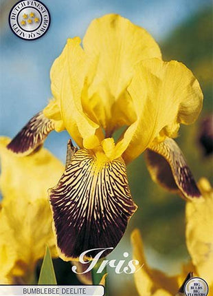 Iris Germanica Buble Deelite (Nyhet) 1-pack - Svedberga Plantskola AB - Köp växter Online med hemleverans.