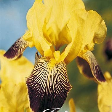 Tyskiris-Iris Germanica Buble Deelite 1-pack