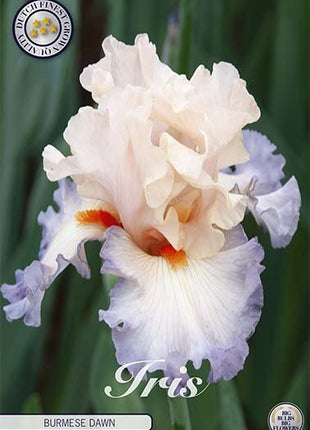 Iris Germanica Burmese Dawn (Nyhet) 1-pack - Svedberga Plantskola AB - Köp växter Online med hemleverans.