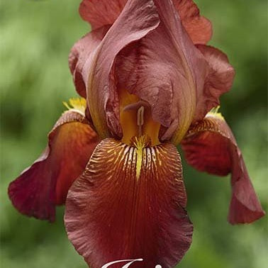 Tyskiris-Iris Germanica Caldron 1-pack