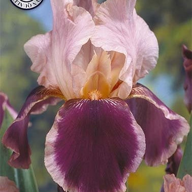 Tyskiris-Iris Germanica Christmas Carol 1-pack