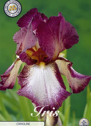 Iris Germanica Crinoline (Nyhet) 1-pack - Svedberga Plantskola AB - Köp växter Online med hemleverans.