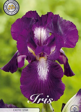 Iris Germanica Exotic Star (Nyhet) 1-pack - Svedberga Plantskola AB - Köp växter Online med hemleverans.