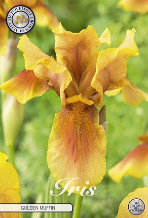 Iris Germanica Golden Muffin (Nyhet) 1-pack - Svedberga Plantskola AB - Köp växter Online med hemleverans.