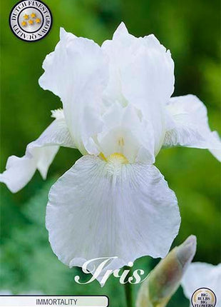Iris Germanica Immortality (Nyhet) 3-pack - Svedberga Plantskola AB - Köp växter Online med hemleverans.